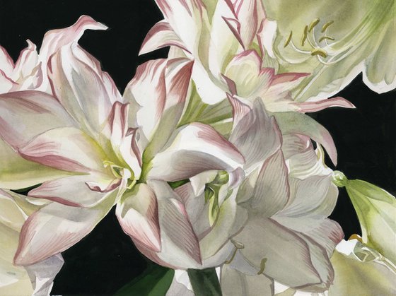 white amaryllis watercolor floral