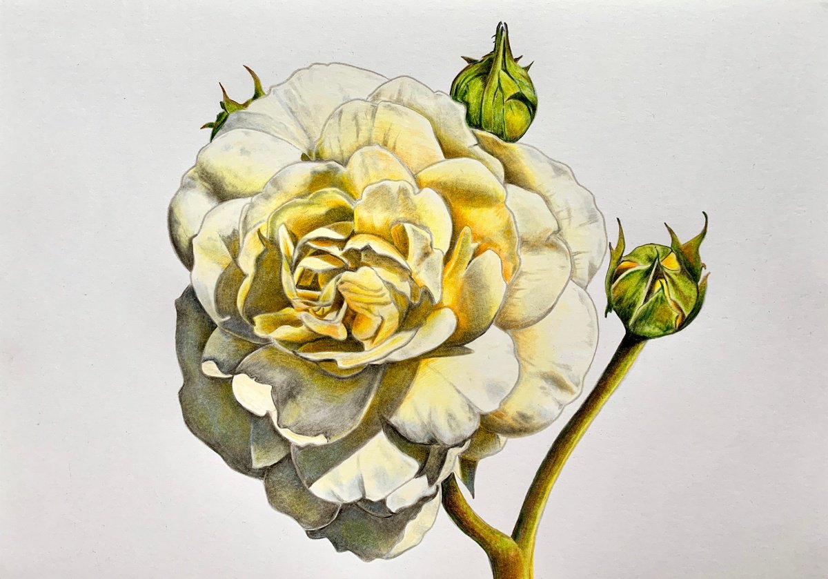 Cream rose by Karen Elaine Evans