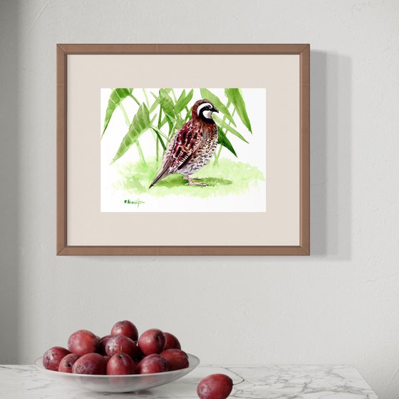 Bobwhite Quail