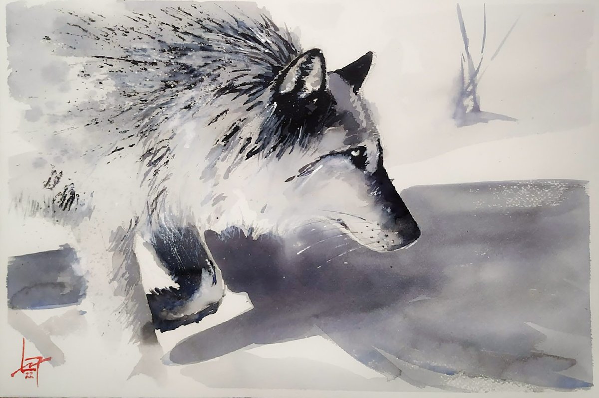 grey wolf by Flavio Furlan