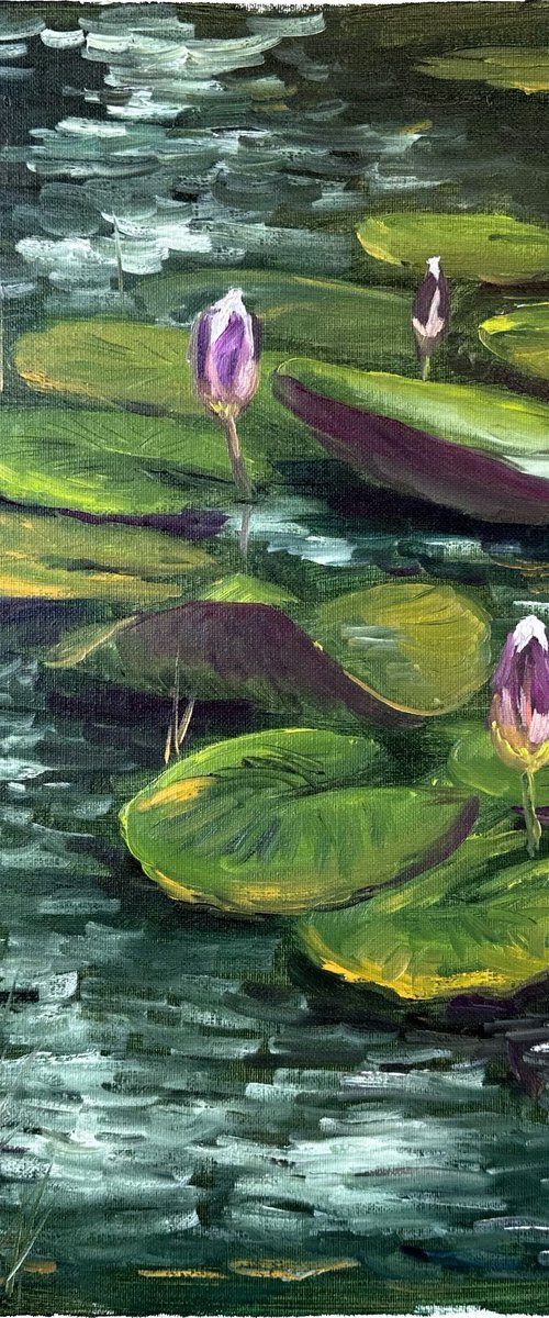 Water Lily Buds by Dmitry Fedorov