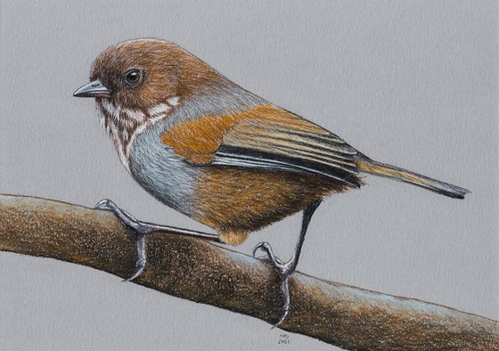 Original pastel drawing bird "Brown-throated Fulvetta"