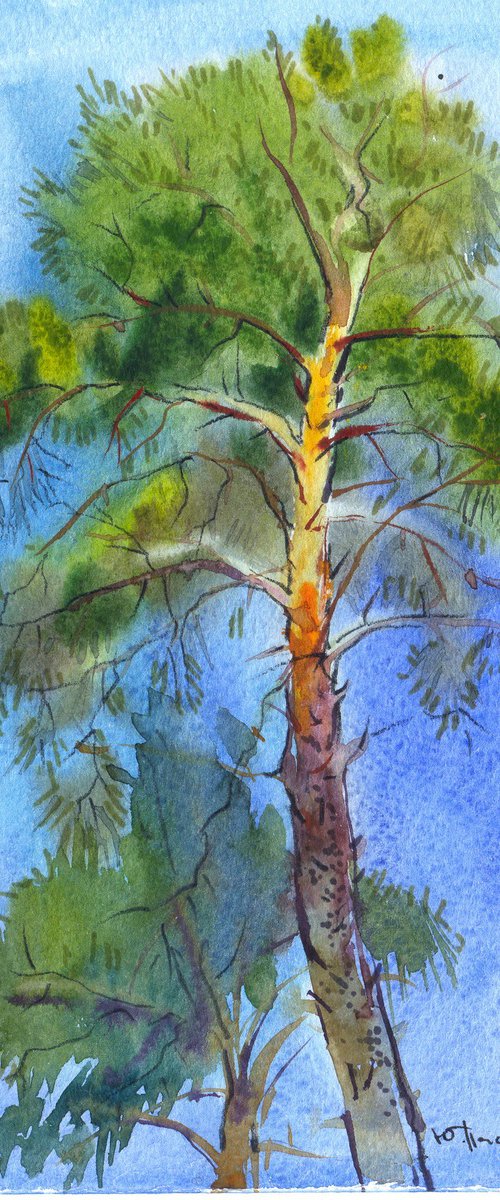 pine by Yuliia Pastukhova