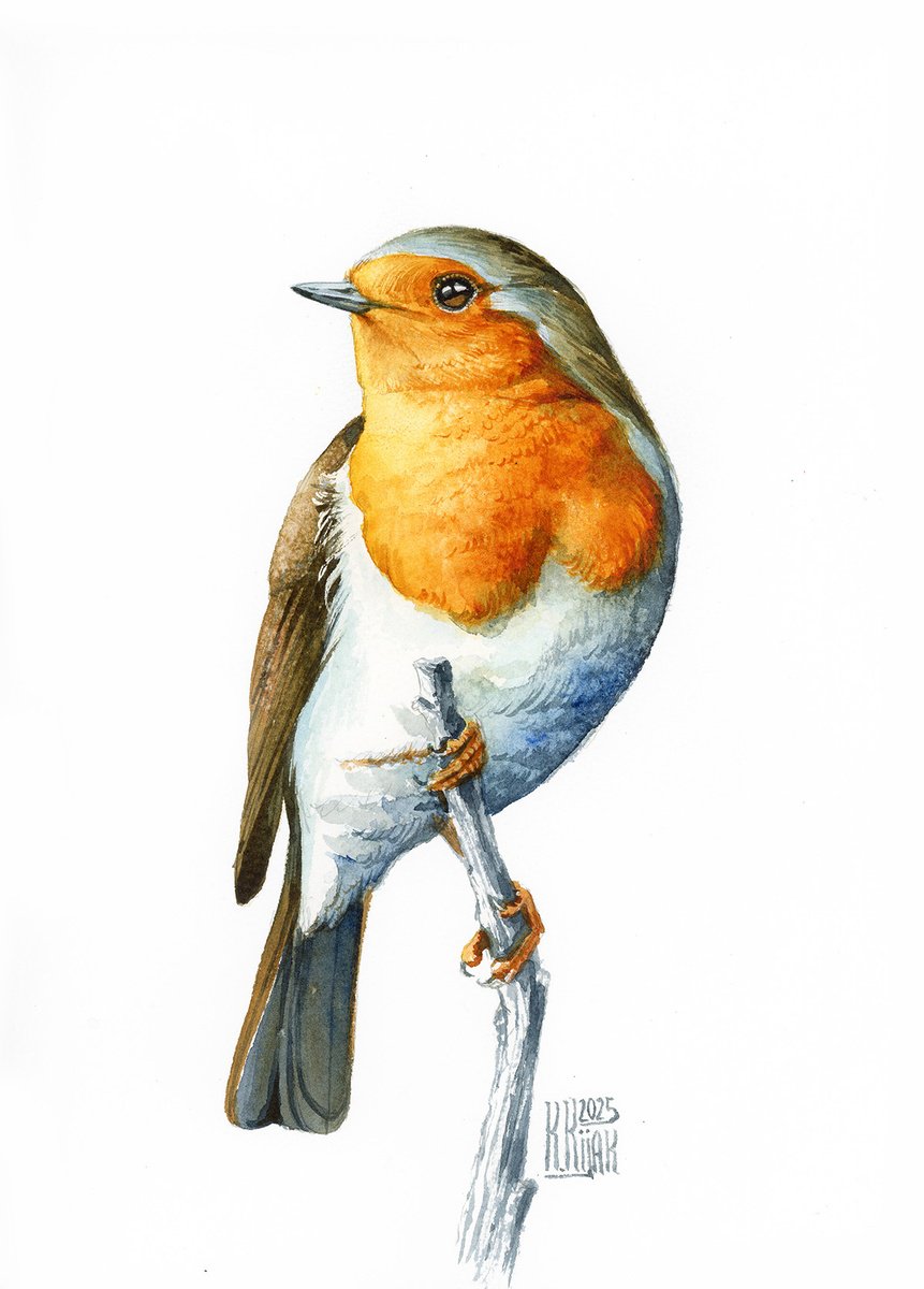 Watercolour , Robin By Karolina Kijak, 8 X 12, Artwork For Sale On Artfinder