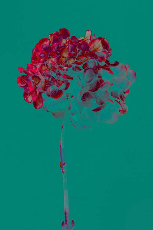 Vivid botanical I by Teis Albers