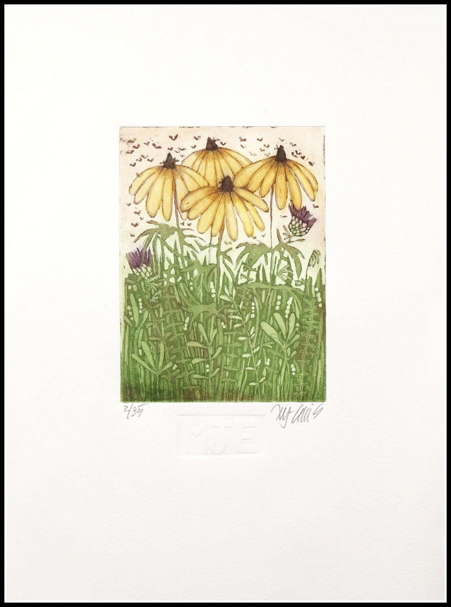 Illustrative Botanical Etchings & Engravings By Mariann Johansen-Ellis, 10 X 14", Black Eyed Susan, Original Artwork