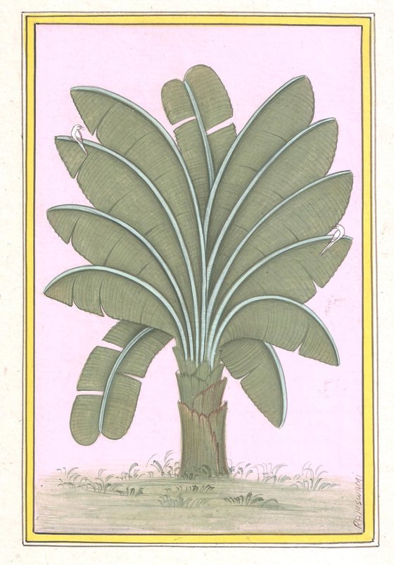 Royal Banana Plant | Miniature Painting
