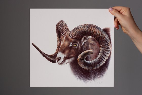 Mouflon