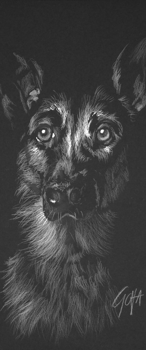 MY DOG - GERMAN SHEPHERD by Nicolas GOIA