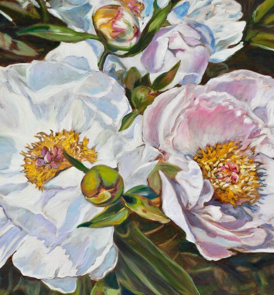 Peonies