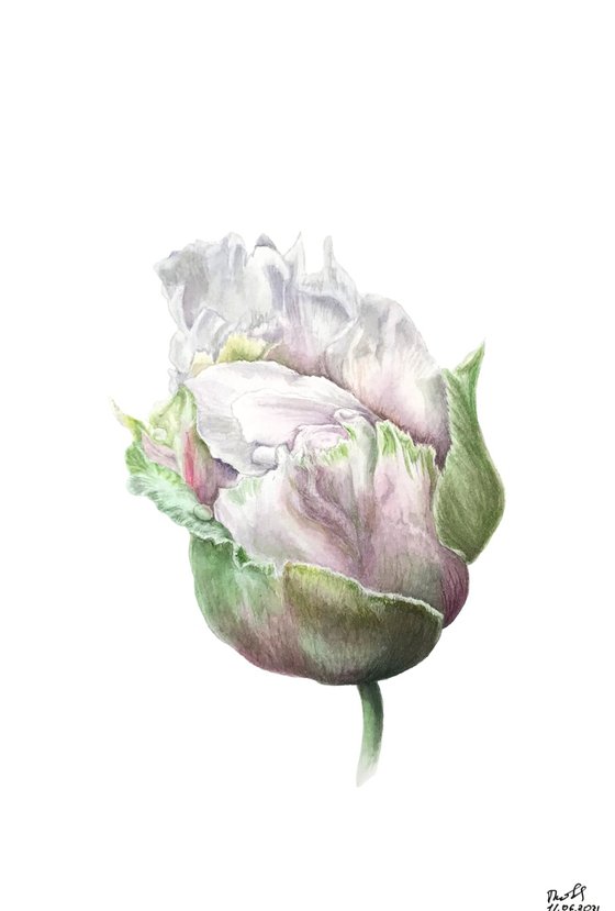 Tender white peony