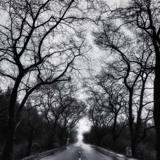 Tree-lined road in the mist
