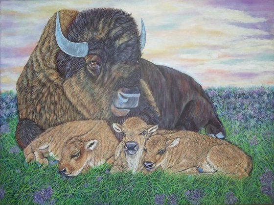 Resting Bison and calves