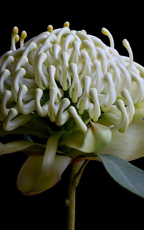 White Waratah Flower by Nadia Culph