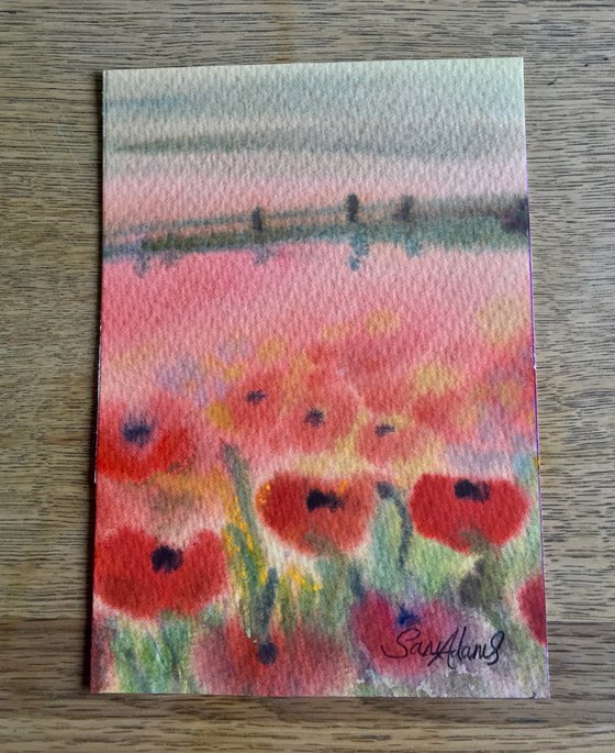 Poppy landscape