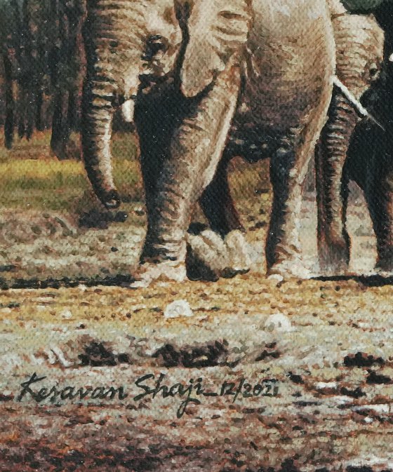 Whild Elephants 1