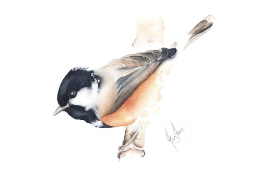 Chickadee