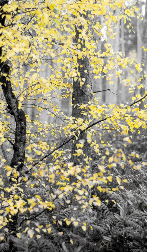 Autumn Monochrome by Stephen Hodgetts Photography