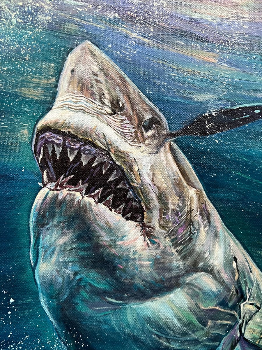 Shark by Elena