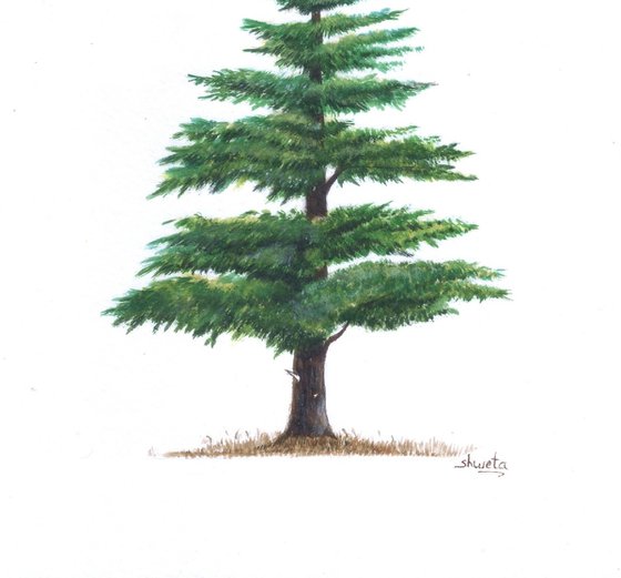 Himalayan Cedar Tree II