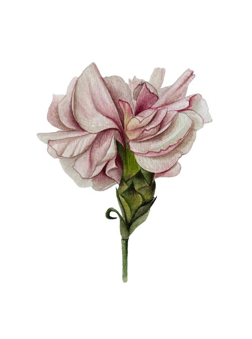 Pink carnation by Julia Gorislavska