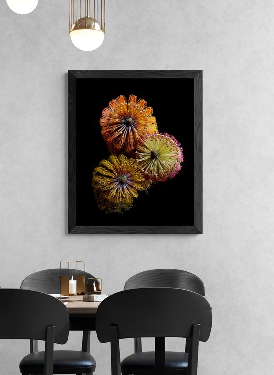 Three Banksias
