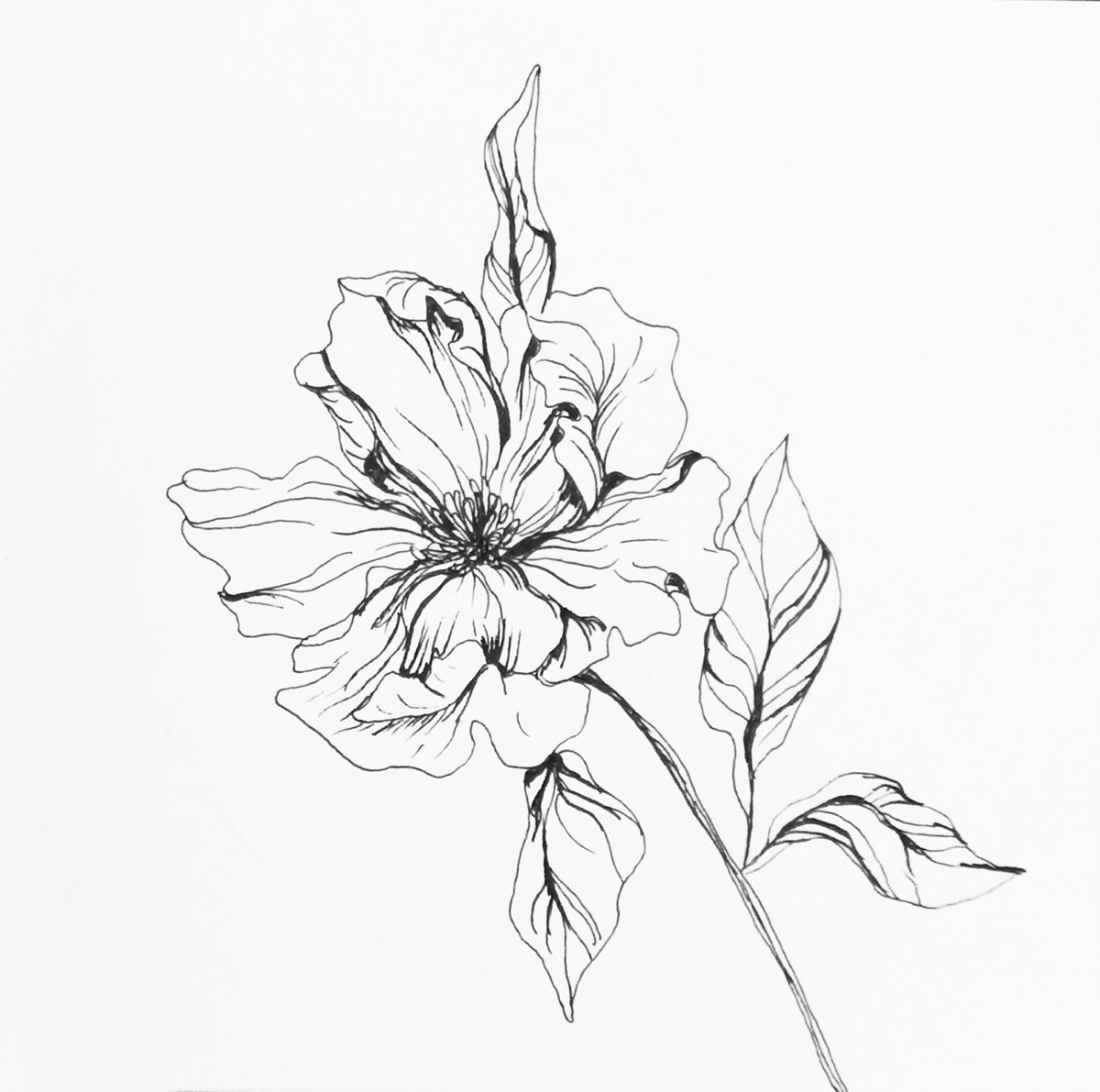Illustrative Botanical Ink Drawing By Aneta Gajos, 8 X 8, Flower, Original Artwork