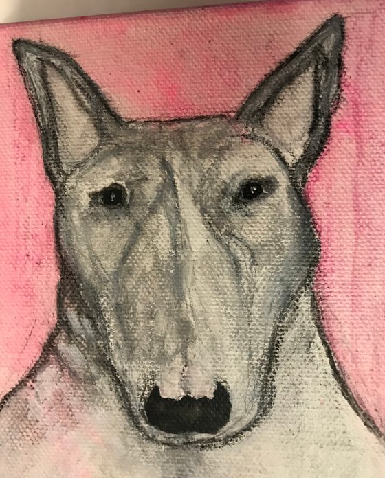 Portrait of a Bullterrier