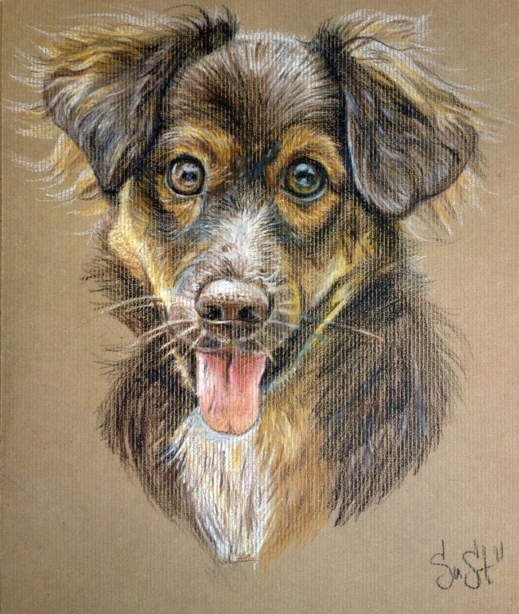 A dog smile Pencil drawing by Suzana Stanoeva | Artfinder