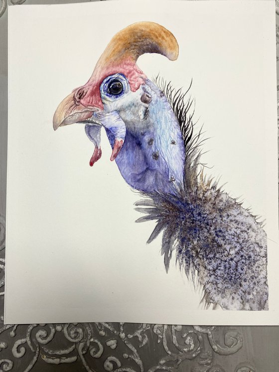 Portrait of Guinea fowl bird