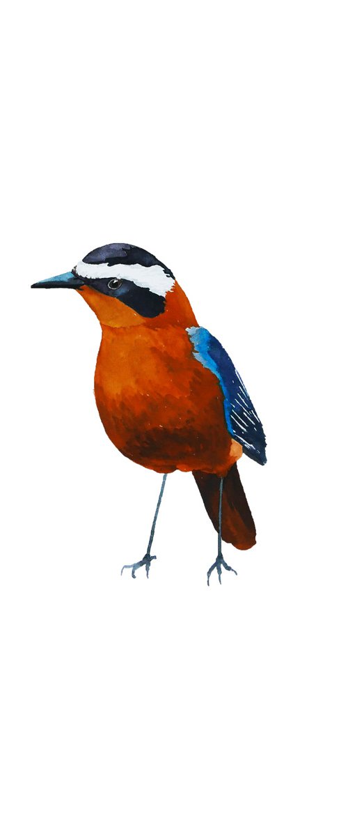 White-browed robin chat by Karina Danylchuk