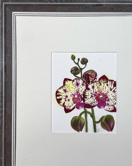 Twin Wild Orchid Purple
