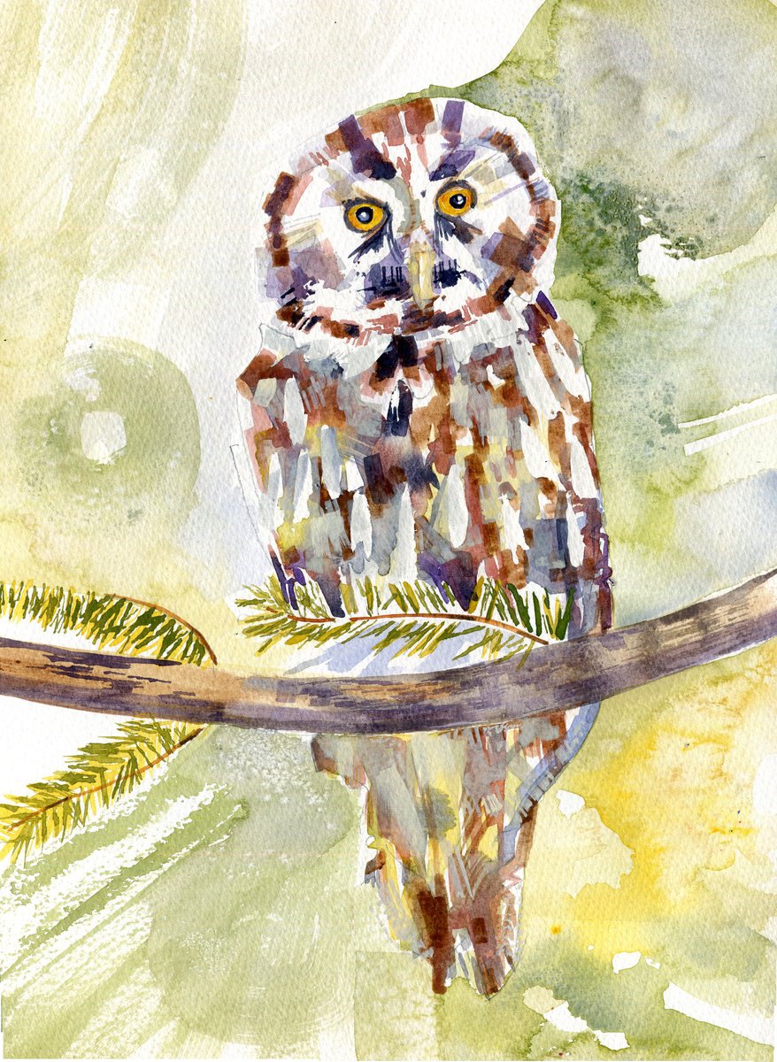 Boreal Owl by Hannah Clark