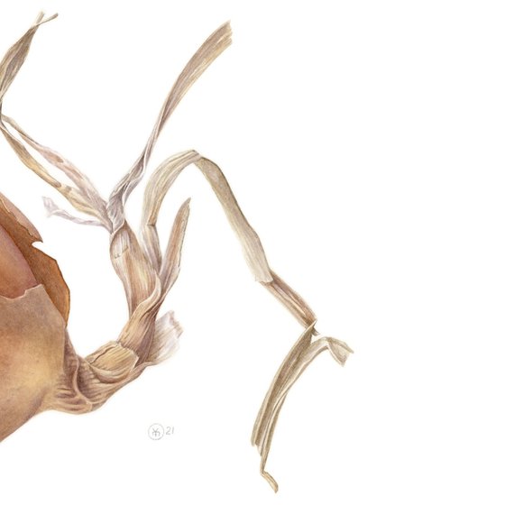 Golden Onion Fish