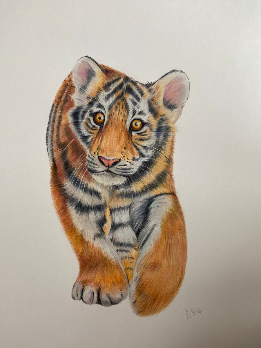 Tiger no.3 by Bethany Taylor