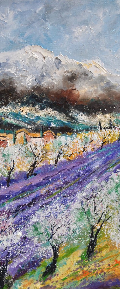 Blooming almond trees in Provence   7623 by Pol Henry Ledent