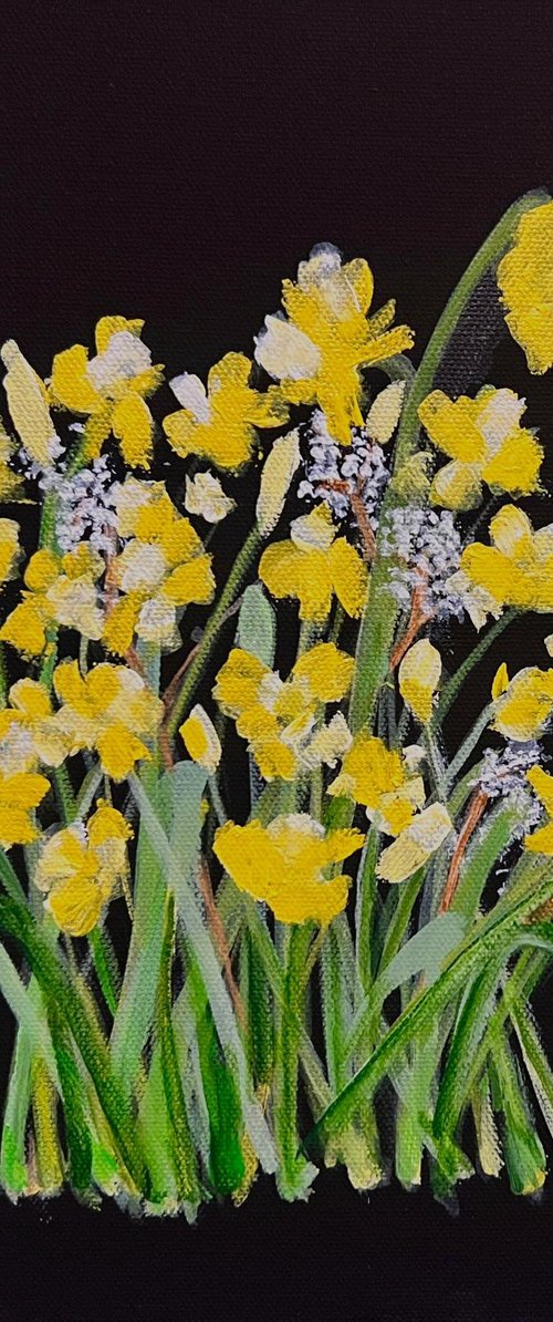Grandads Daffodils by Shabs  Beigh