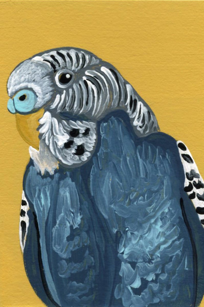 Blue Budgie Parakeet by Carla Smale