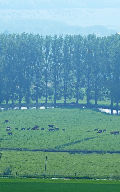 Grazing by the River Epte in Normandy by Alex Cassels