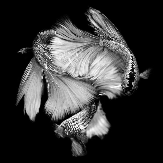 Betta BW 5