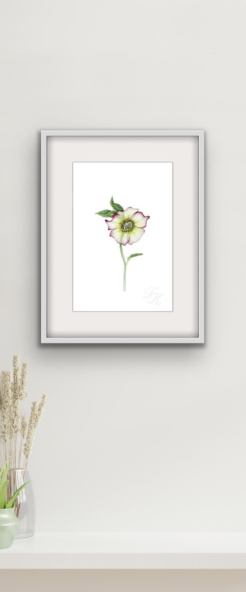 Hellebore by Tetiana Kovalova