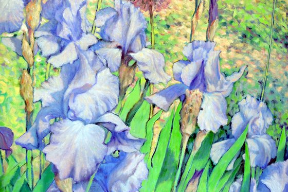 Irises dancing in the sun