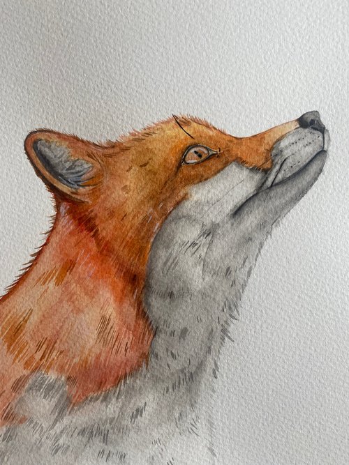 Watercolour fox by Bethany Taylor