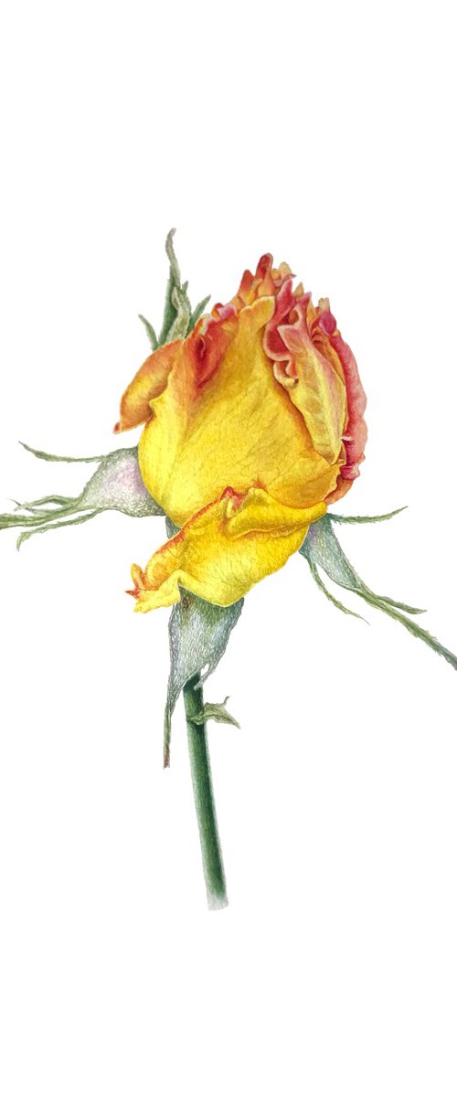 Yellow rose by Tetiana Kovalova