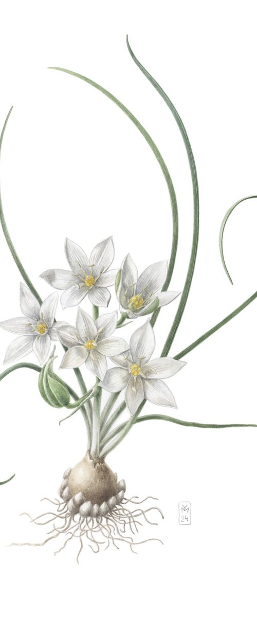 Ornithogalum refractum by Yuliia Moiseieva