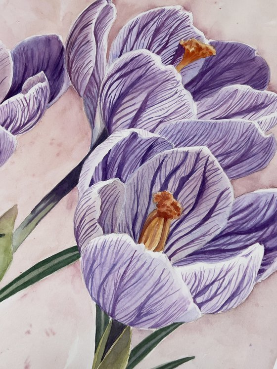 Crocus