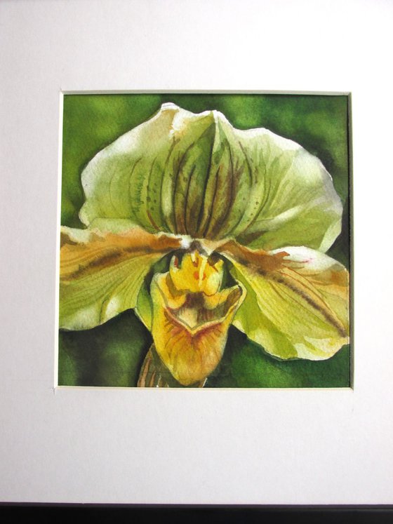 a painting a day #49 "green ladyslipper orchid"