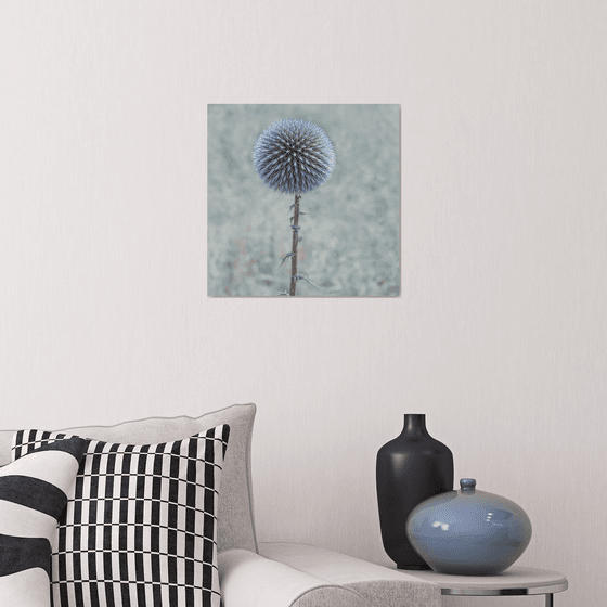 Globe Thistle blooming