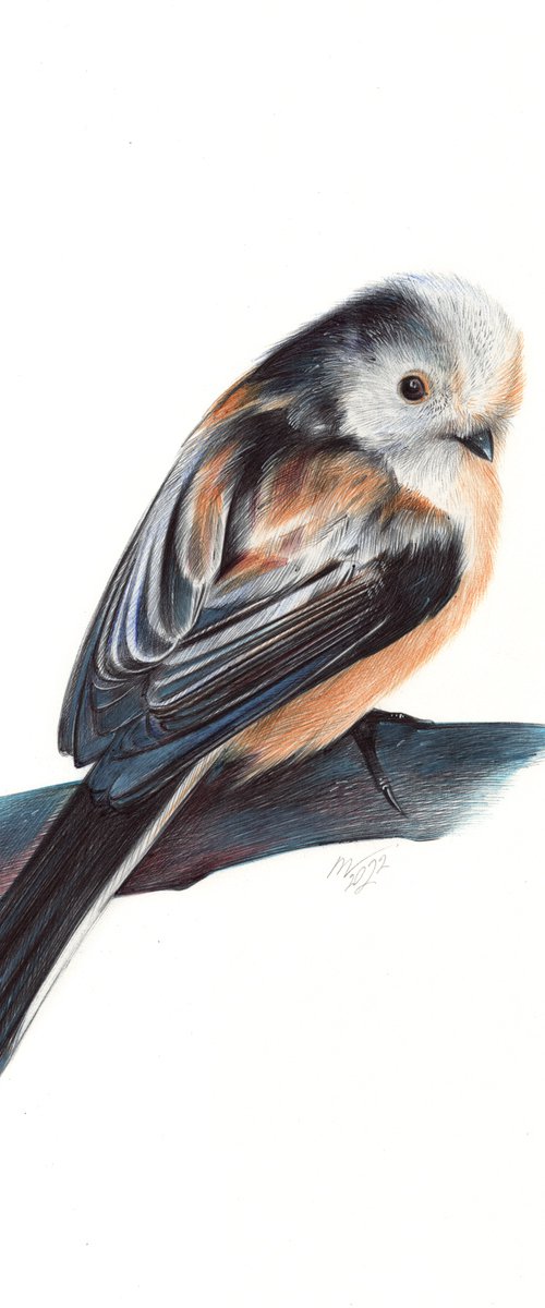 Long-tailed Tit - Bird Portrait by Daria Maier