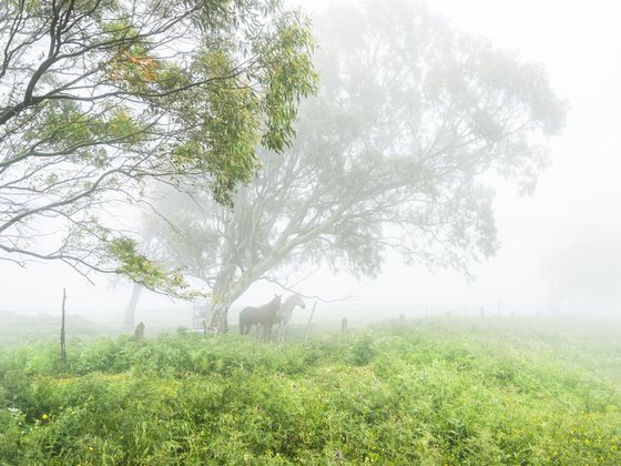 HORSES IN THE MIST